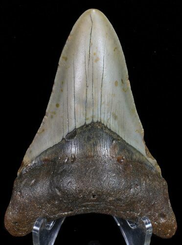 Megalodon Tooth - North Carolina #67139